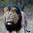 J Lion Selassie