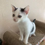 茶男丸