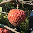 wBNA0niwydM-channel-avatar-Kevin V