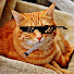 W1ipfpt8sf4-channel-avatar-chaddcatt