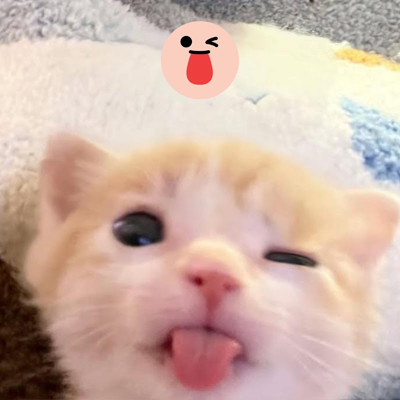 Hire KittyMeme — Entertainment YouTube creator for sponsorships