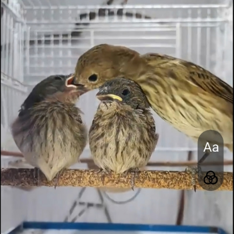 Alex Capas Criação de Tiziu em ambiente doméstico 