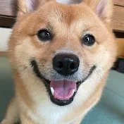 ポメ柴もなか(もちゃ)