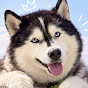 huskylover
