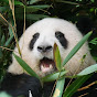 PandaMoods 