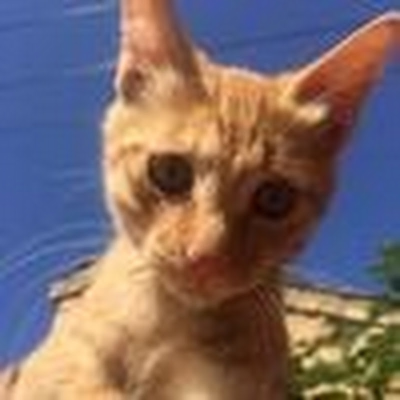 猫咪也疯狂