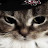 @ChefWhiskers-z6b
