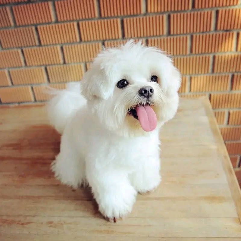pets lover avatar