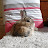@petitelapine2077's avatar