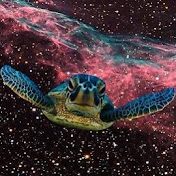 in a turtles dream