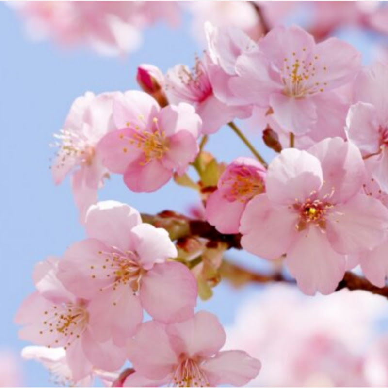 Miwa’s healthy Japanese Food Recipes