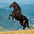 Karach Horse