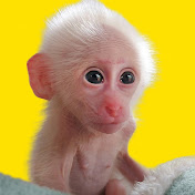 Cute Monkey Moon