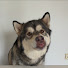 JCjAlN9OICo-channel-avatar-MalamuteAtlas