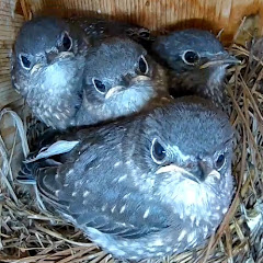 Backyard Birdhouse Avatar