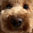 3HWNWbx87LA-channel-avatar-Poodle Kapuch