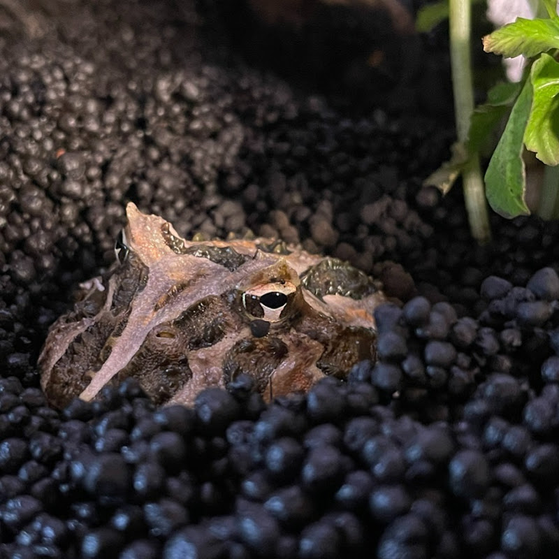 カエルとパルダリウム - frog and paludarium Logo