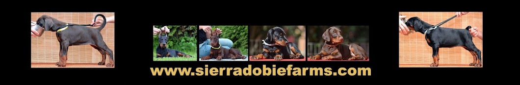 European Doberman Puppies for Sale in USA यूट्यूब चैनल अवतार
