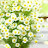 @파란장미-e4m