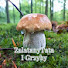 ZYFL9zZ36ys-channel-avatar-GRZYBY z Zalatanytata