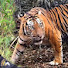 _zoKuCYGJHo-channel-avatar-UCC Hmoob Channel