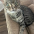 qbL4YS9YZj4-channel-avatar-Theo the Cat