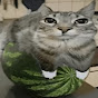 Watermelon cat fn logo