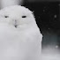 QFY0hPkV10I-channel-avatar-ふくろうもどき