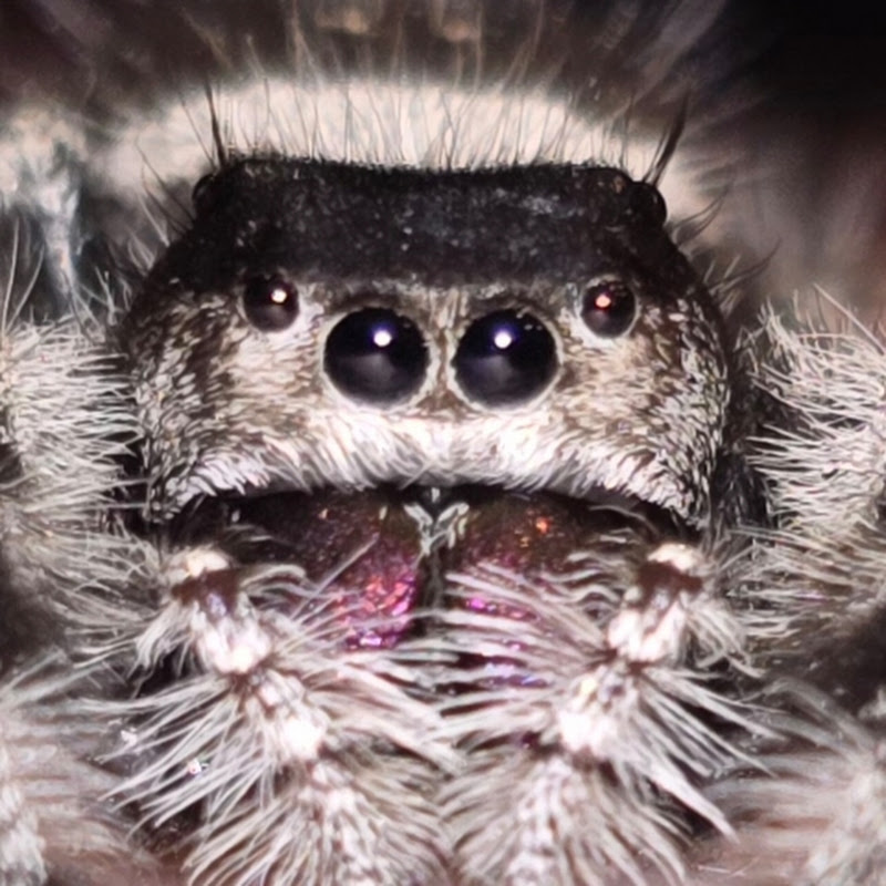 AK Spood  and Company