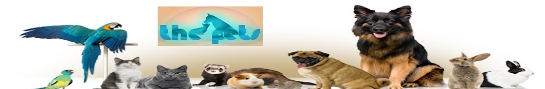 The Pets Avatar canale YouTube 