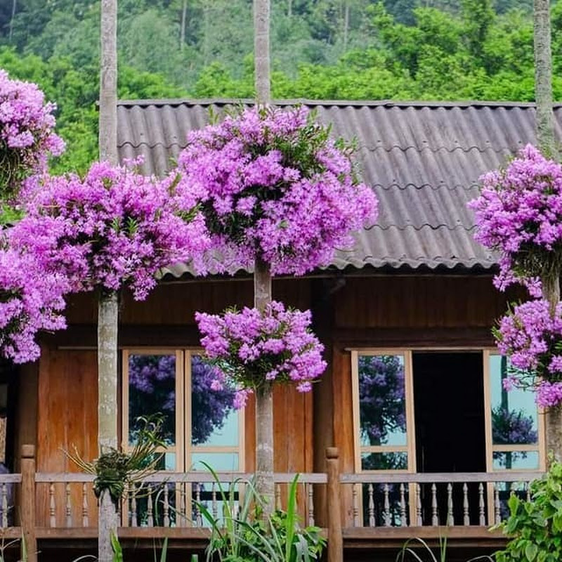 Hoa Lan Giống