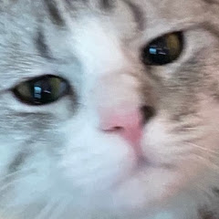 털찐바니씨