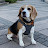 Tuayfoo The Beagle