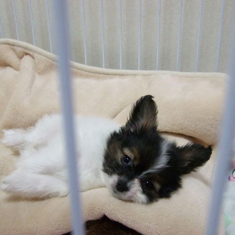 kinchan