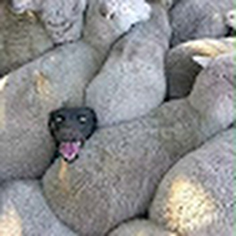 Hire @amma motivation  — Pop Culture Commentary & News YouTube creator for sponsorships