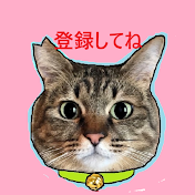 保護猫Café MOCA FUKUOKA