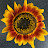 Sunflowers and Yoga