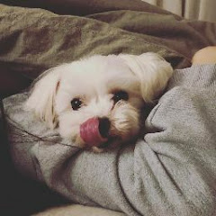 제다ゼダーアイコン画像