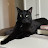 @BIaccCat Avatar