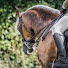 biB7pJcnfdQ-channel-avatar-Karen Badrick equestrian