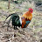 BL Moua Red Junglefowl