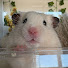 wlvGyqjDca0-channel-avatar-Milkshake the Hamster