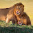 @thelion00726
