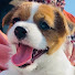 112Msb2VoVM-channel-avatar-登山犬 ジャックラッセルテリアのモカです