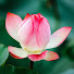 tBxrKW1_EJw-channel-avatar-Lam Hồng