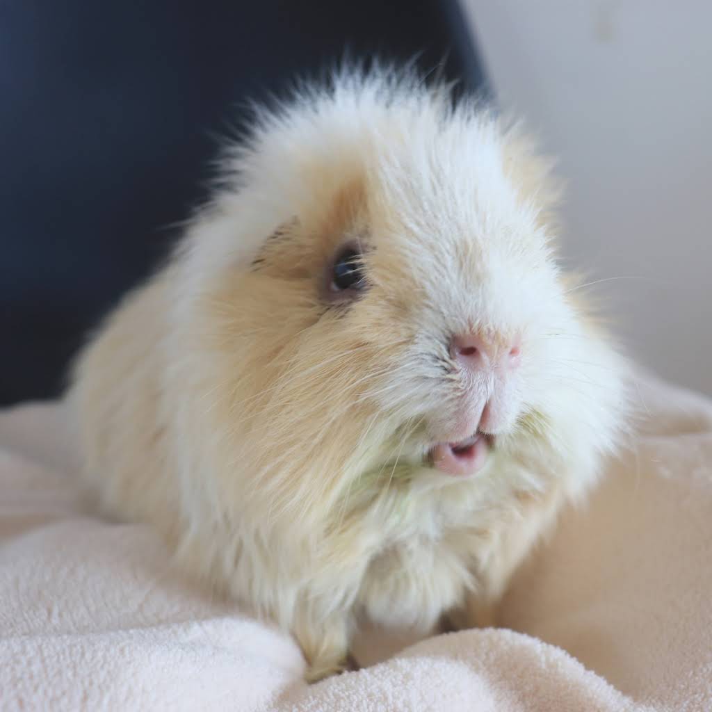 モルモットの家族 もるもるも - YouTube