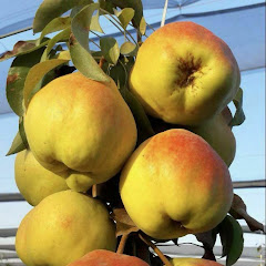 AGRO SOF UZ KOCHATLAR 