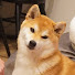 0zL2Vay4MBg-channel-avatar-柴犬そらちゃんねる【大阪ダンナと愛知ヨメ夫婦】