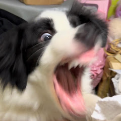 Andy窝窝头アイコン画像