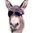 fNsynfvJ2Ho-channel-avatar-Celeb Donkey